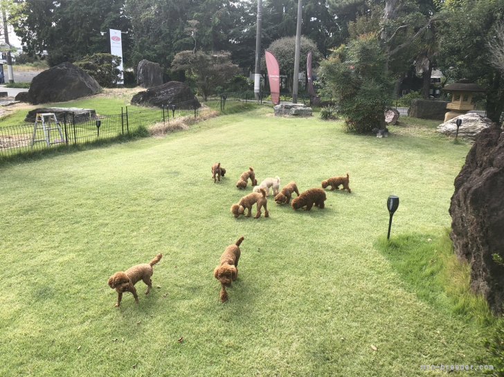 子犬の紹介