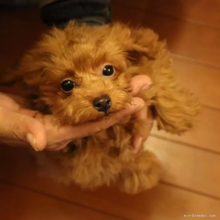 子犬の紹介