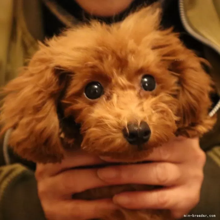 子犬の紹介