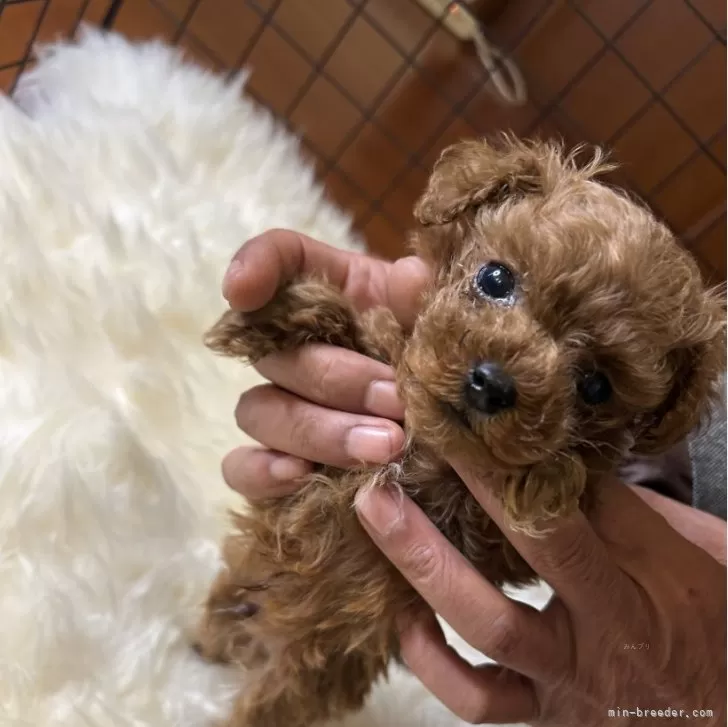 子犬の紹介