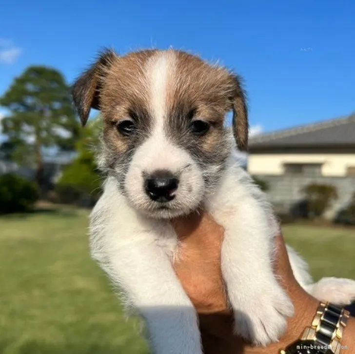 子犬の紹介