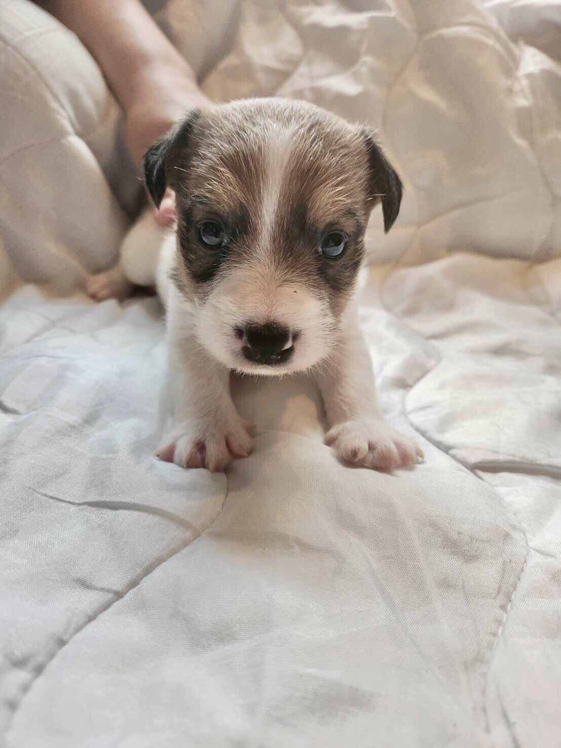 子犬の紹介